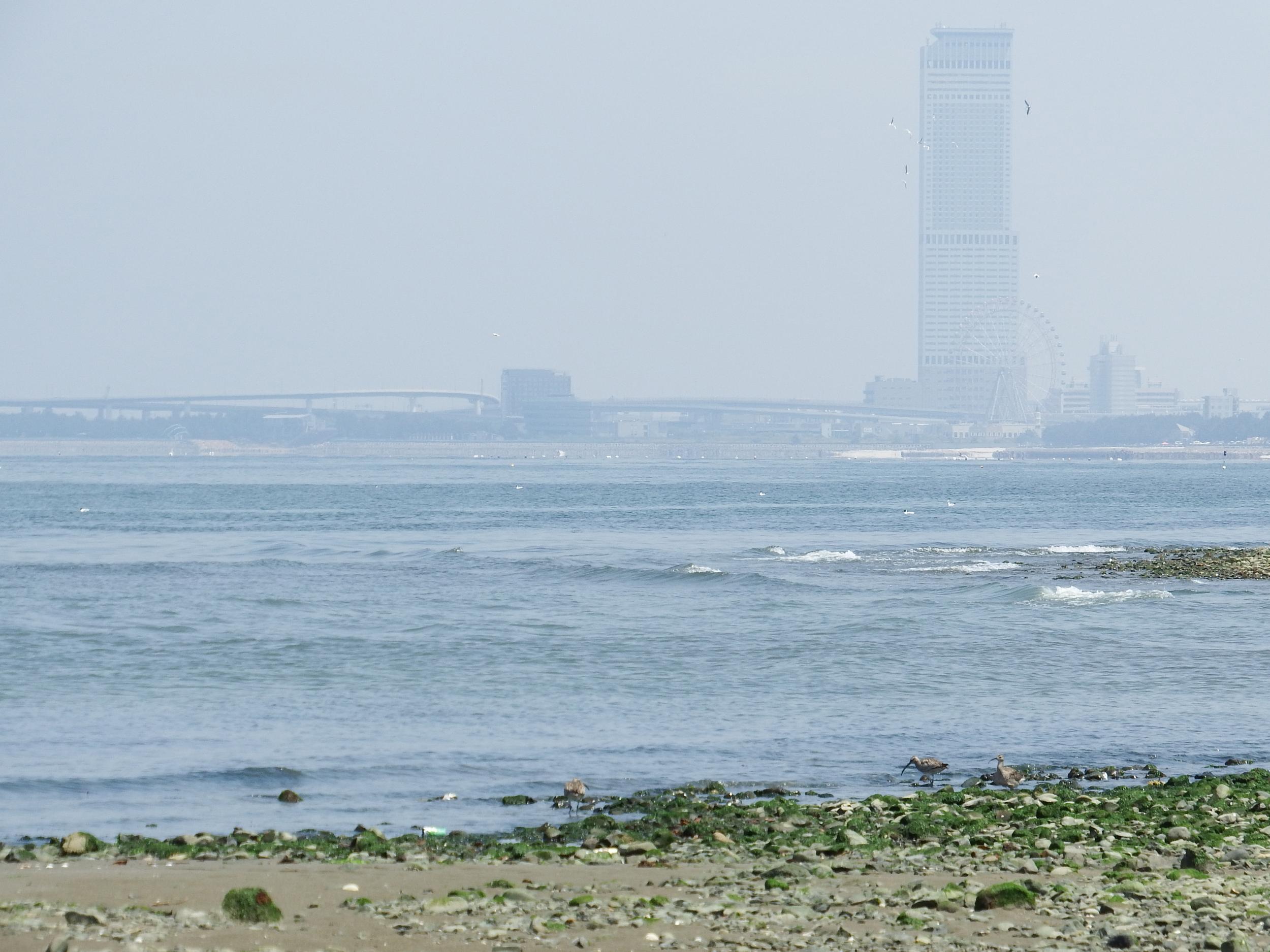 チュウシャクシギ