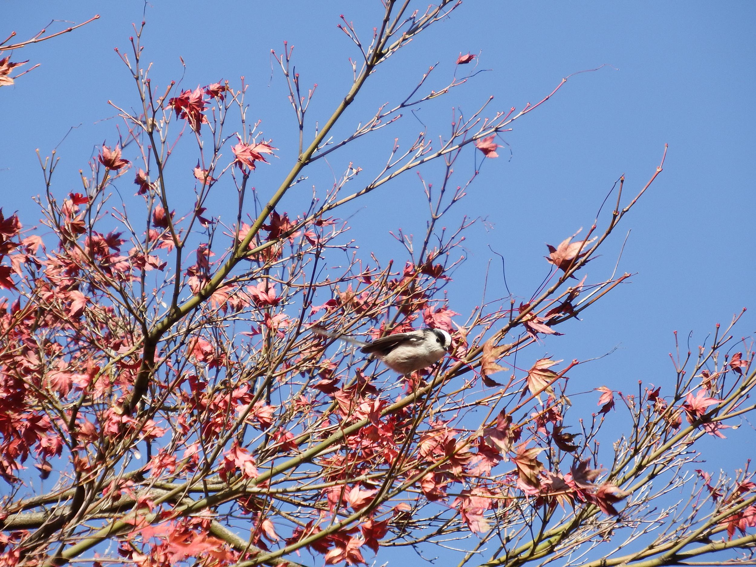 エナガともみじ