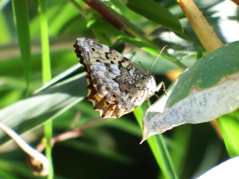 サトキマダラヒカゲ