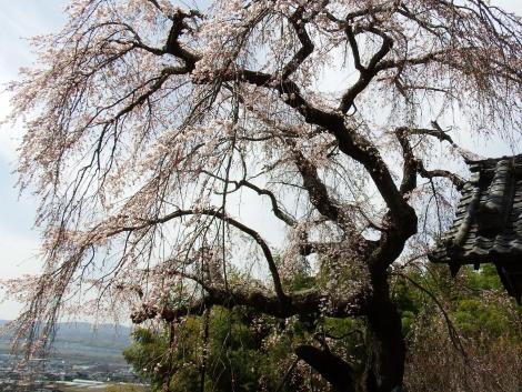 シダレザクラ