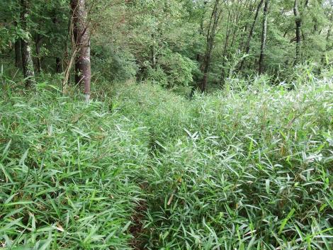 クマザサの小径