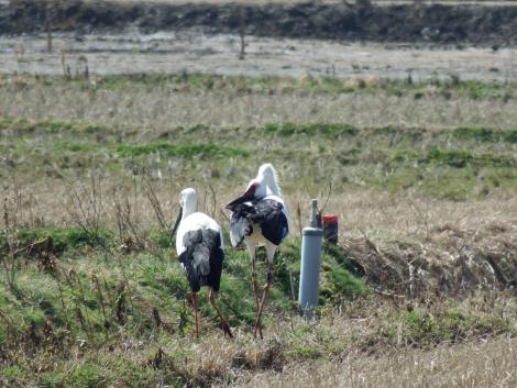 コウノトリJ0001とJ0362