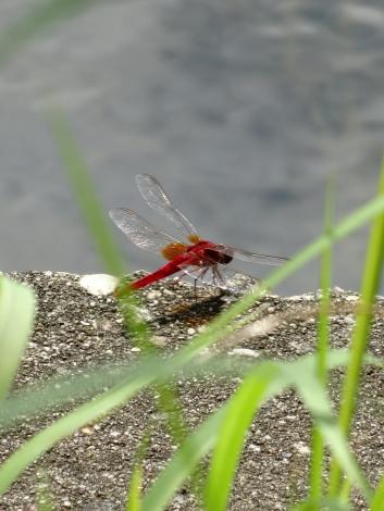 ショウジョウトンボ
