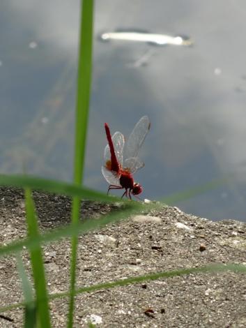 ショウジョウトンボ