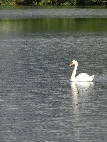 コブハクチョウ
