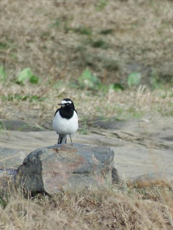 セグロセキレイ