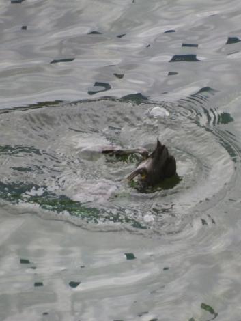 オオバンの朝食