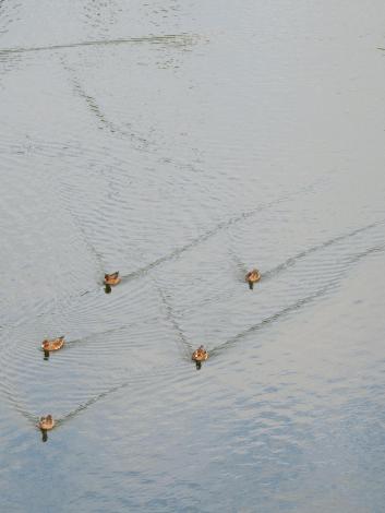 ヒドリガモ♀艦隊