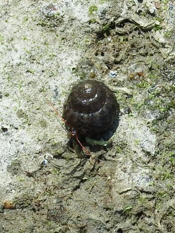 ケアシホンヤドカリ