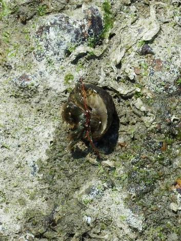 ケアシホンヤドカリ