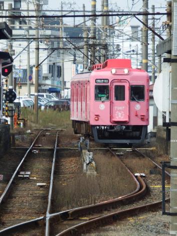 南海めでたいでんしゃピンク