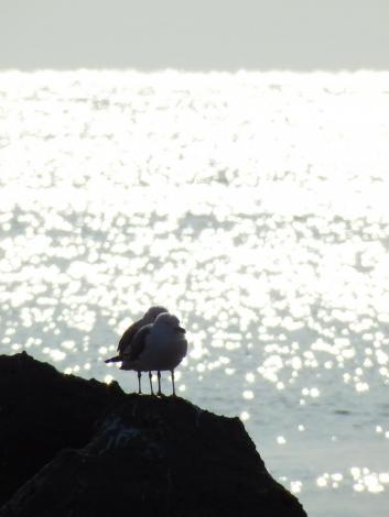 三国港のウミネコ