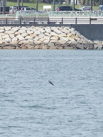 ボラのジャンプ