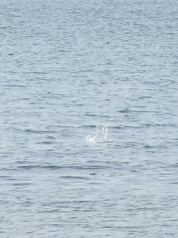 ボラのジャンプ