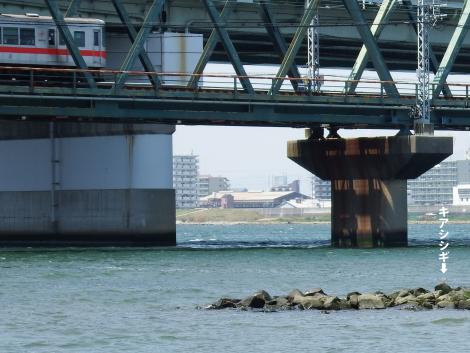 阪神山陽直通特急とキアシシギ