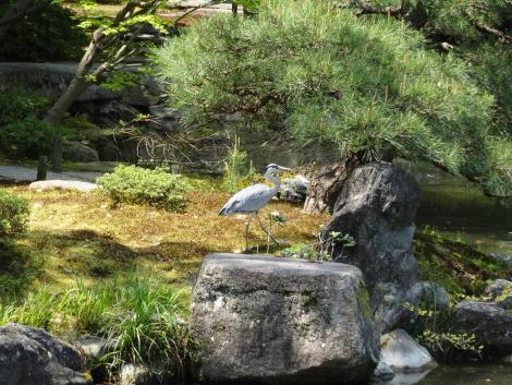 九條池のアオサギ