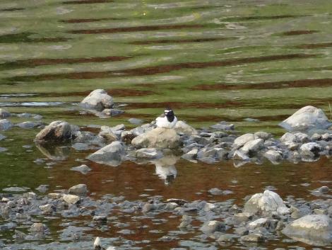 セグロセキレイ