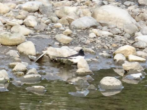 セグロセキレイ