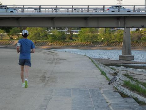 アオサギとジョギングする人