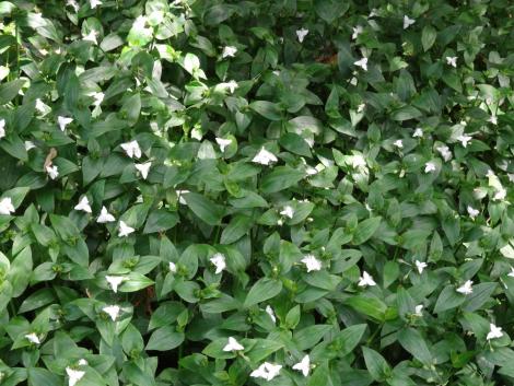 大川峠頂上付近