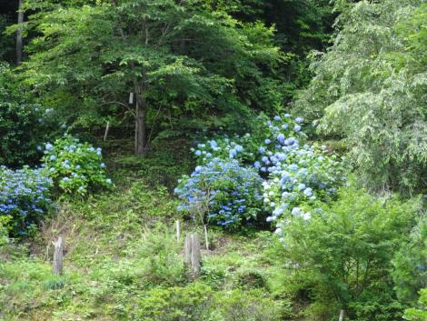 野生のアジサイ