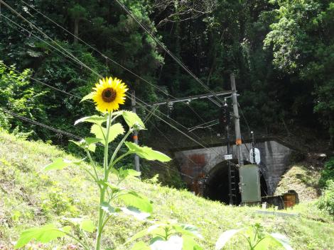 下古沢-高野下のひまわり