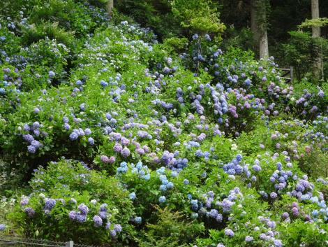 自生のアジサイ