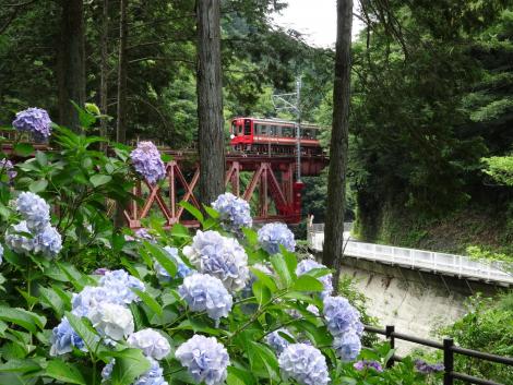 アジサイと2300形