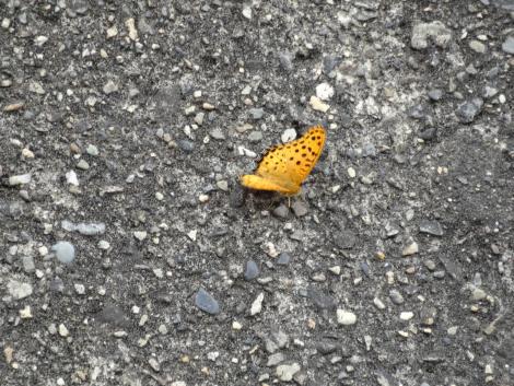 ツマグロヒョウモン