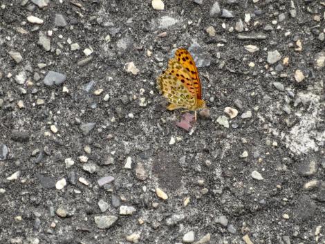 ツマグロヒョウモン