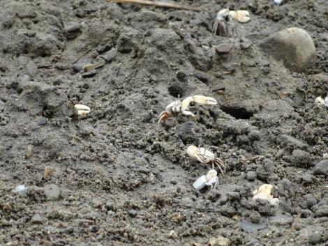 ハクセンシオマネキ