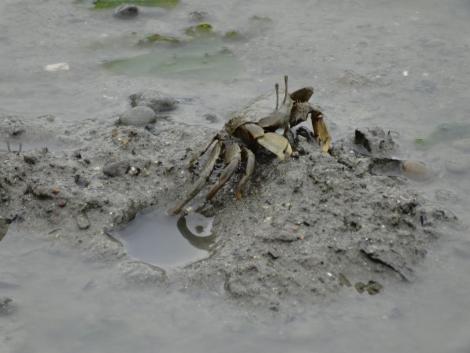 ヤマトオサガニ