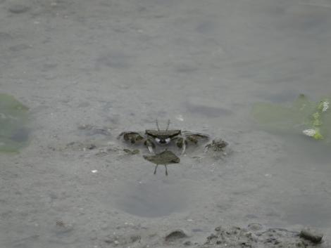 ヤマトオサガニ