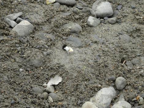 ハクセンシオマネキ