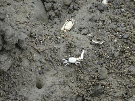 ハクセンシオマネキ