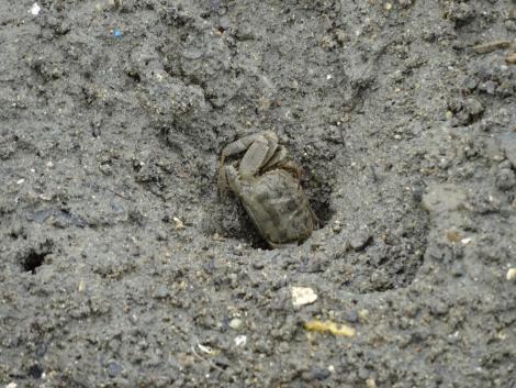 ヤマトオサガニ