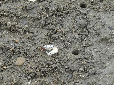 ハクセンシオマネキ