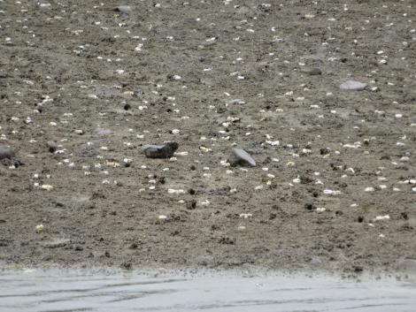 ハクセンシオマネキ