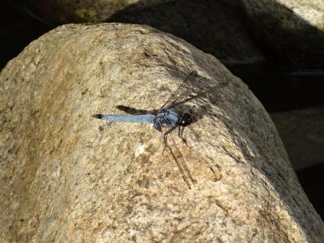 オオシオカラトンボ