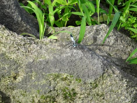 シオカラトンボ