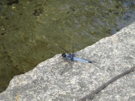 オオシオカラトンボ