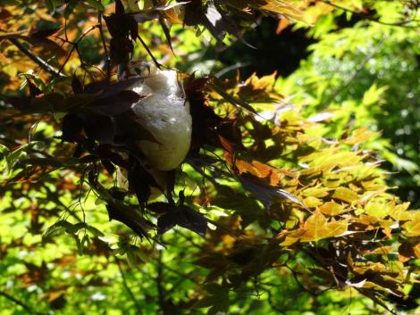 モリアオガエルの卵