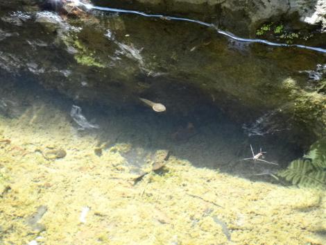 モリアオガエルのオタマジャクシ