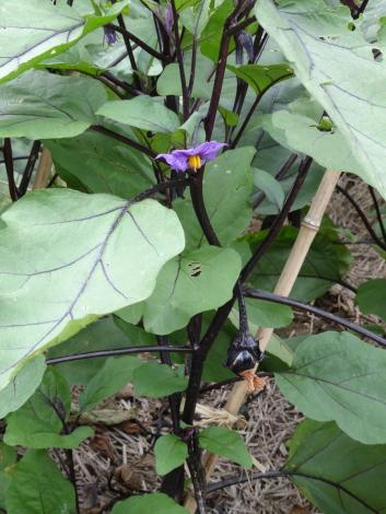 茄子の花