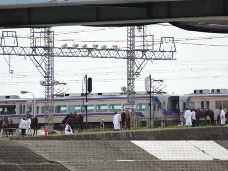 大和川土手のサザンと馬2014