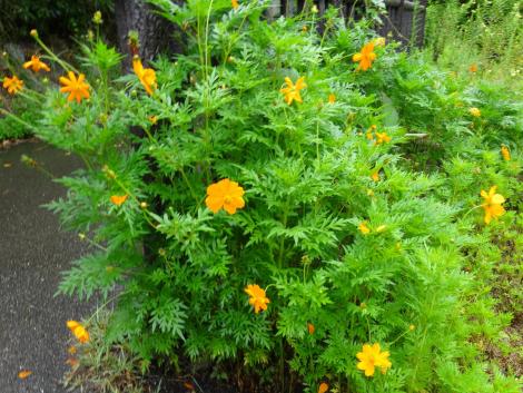 キバナコスモス