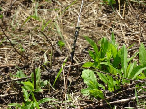 ムギワラトンボ