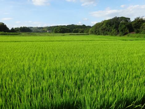 見事な田んぼ