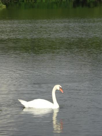 コブハクチョウ