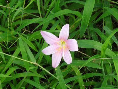 サフランモドキ